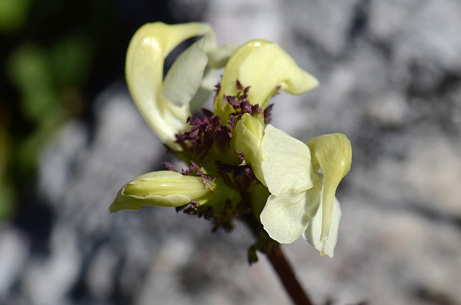 Pedicularis elongata / Pedicolare gialla